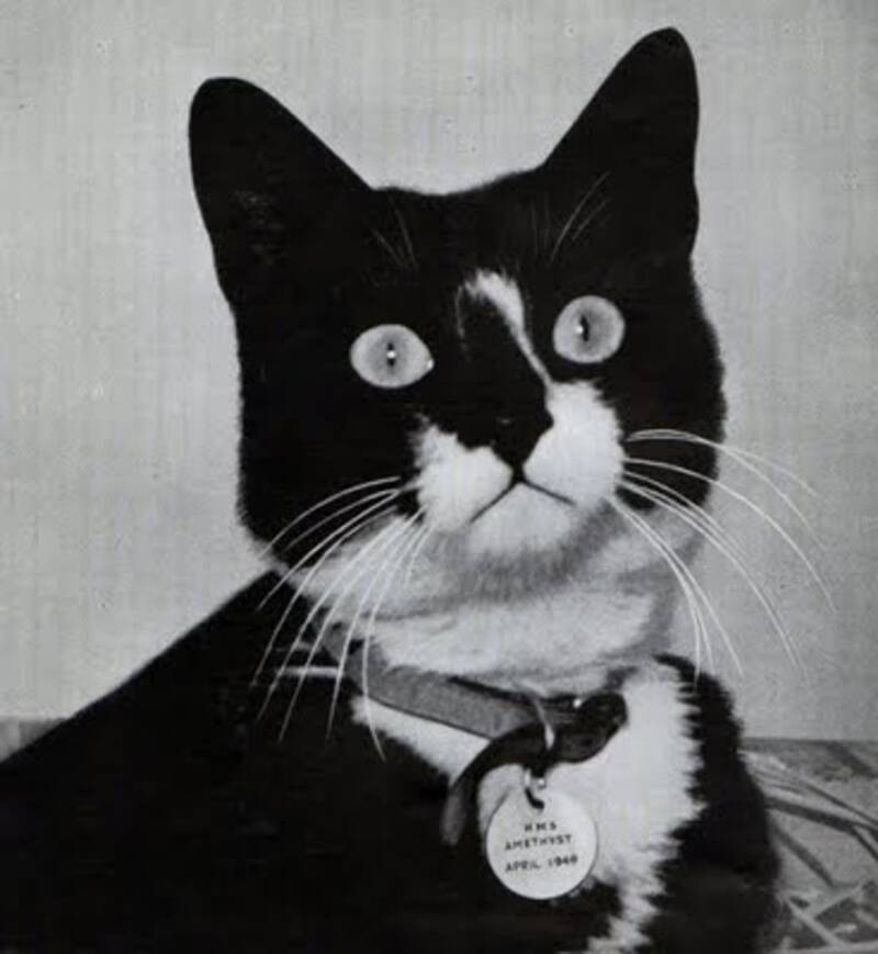 Unsinkable Sam the Battleship Cat | Bedtime History: Podcast and